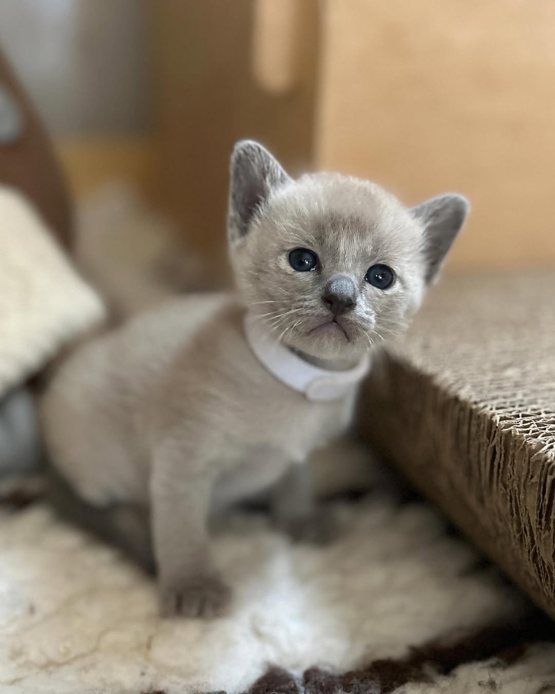 Oliver - Tonkinese Kitten